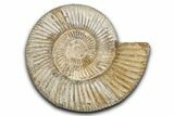Jurassic Ammonite (Perisphinctes) Fossil - Madagascar #337696-1